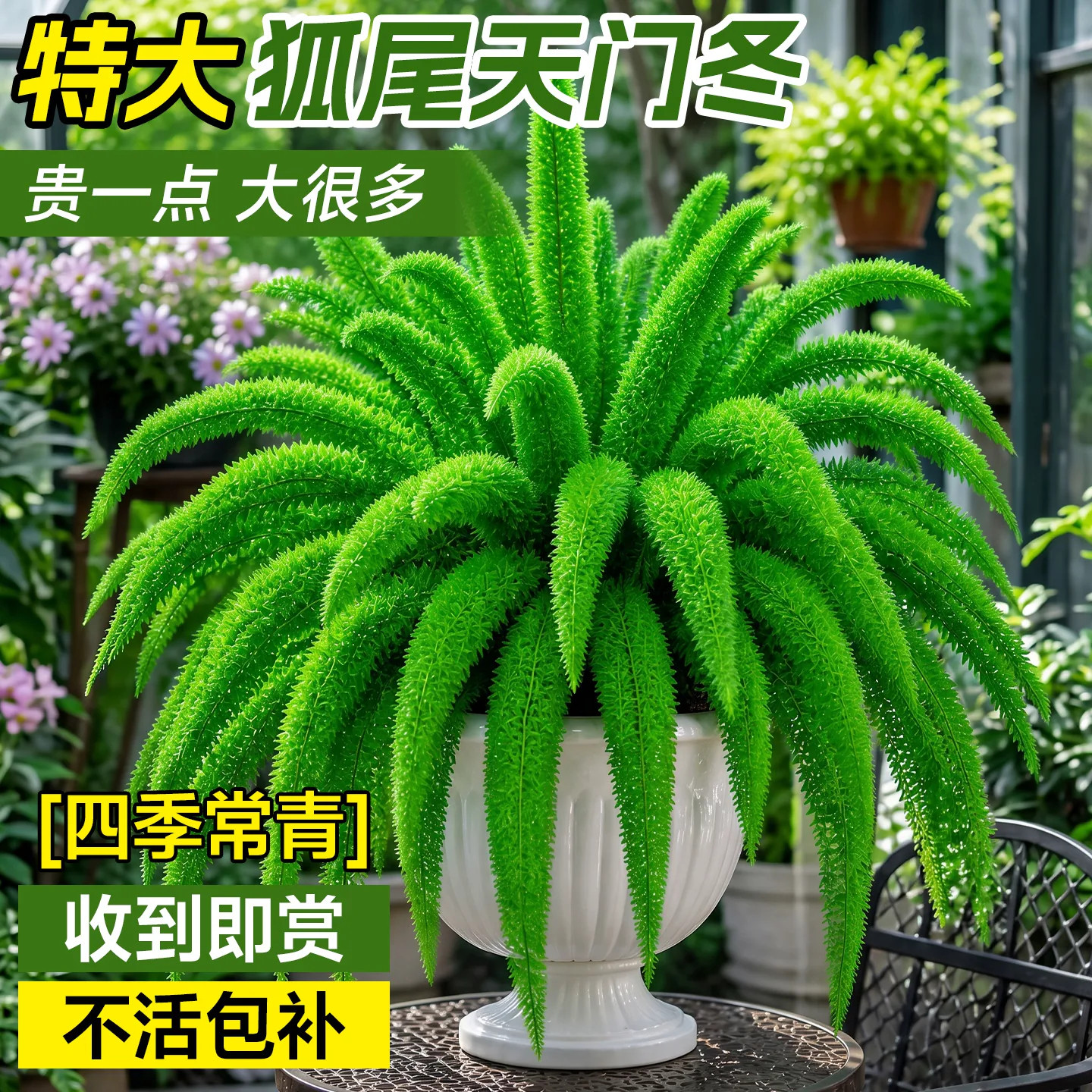 狐尾草天门冬盆栽耐热好养