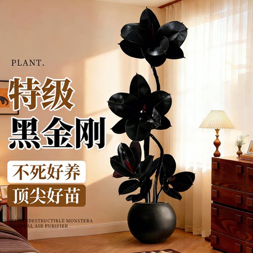 黑金刚橡皮树客厅绿植高级感大盆栽植物轻奢办公室内落地高端好养