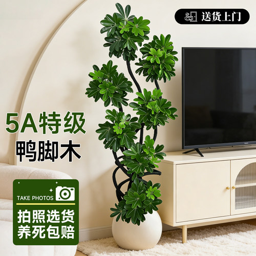鸭脚木客厅大型绿植高级感八方来财植物盆栽高端大气上档次鸭掌木