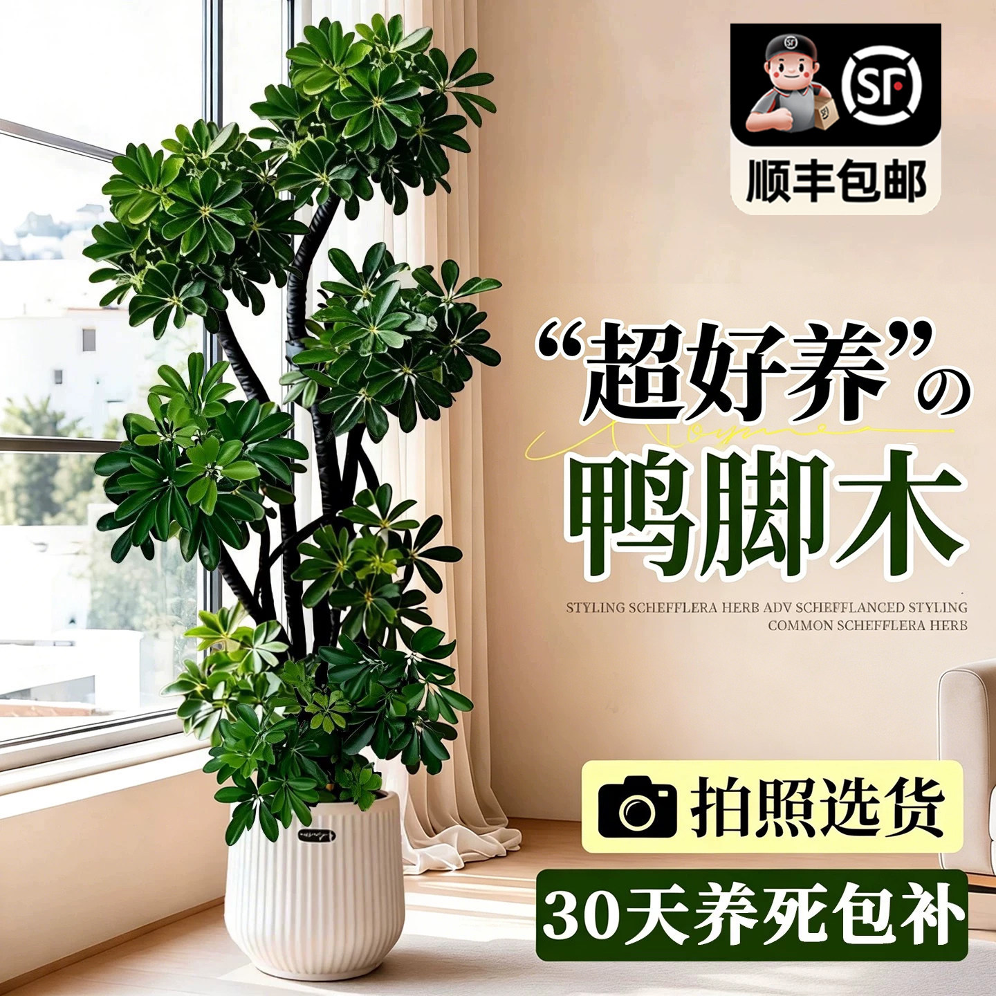 造型鸭脚木客厅大盆栽鸭掌木鹅掌柴室内落地式大型绿植物四季常青