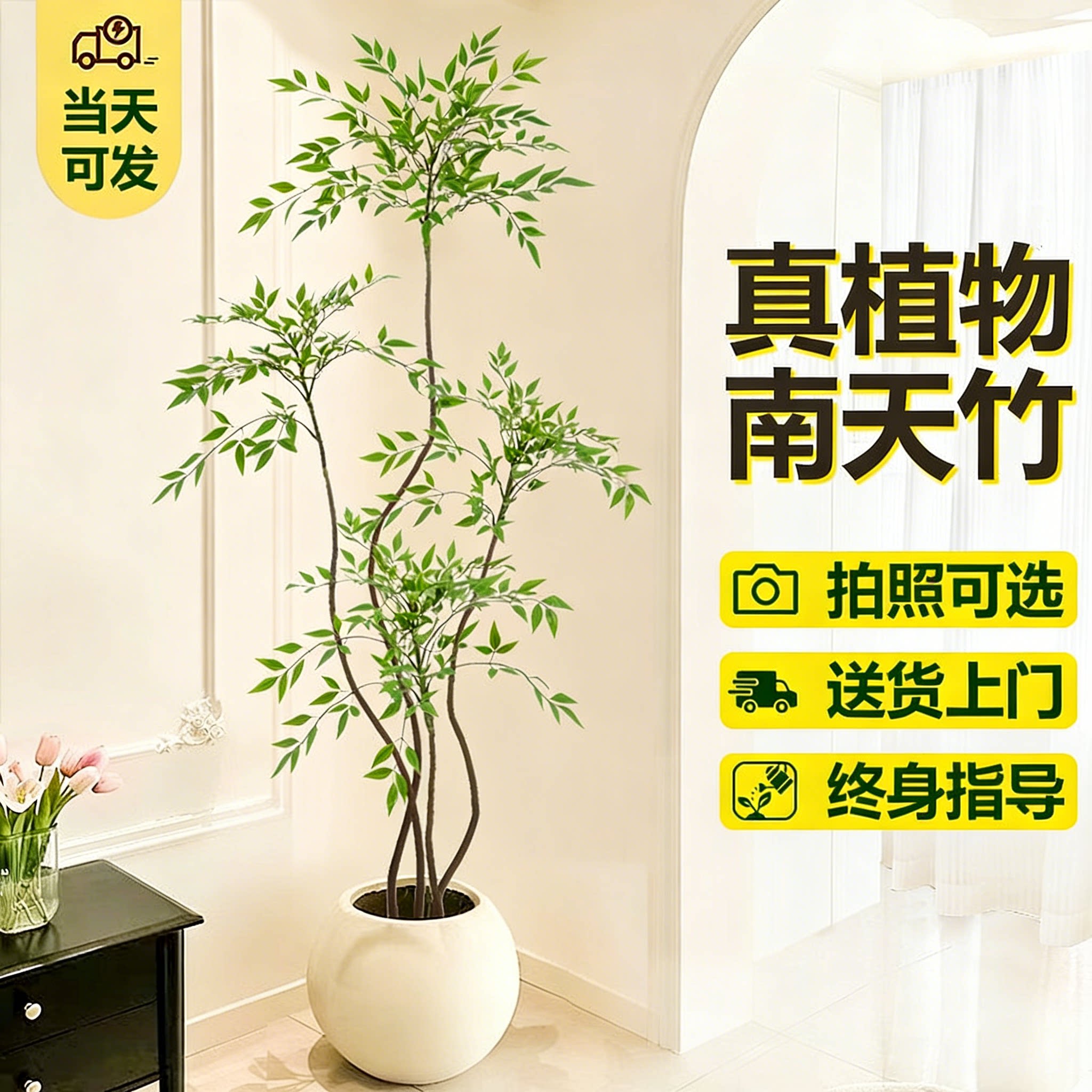 南天竹真树盆栽客厅大型绿植造型老桩办公室内好养观叶植物年宵花