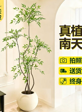 南天竹真树盆栽客厅大型绿植造型老桩办公室内好养观叶植物年宵花