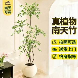 南天竹真树盆栽客厅大型绿植造型老桩办公室内好养观叶植物年宵花