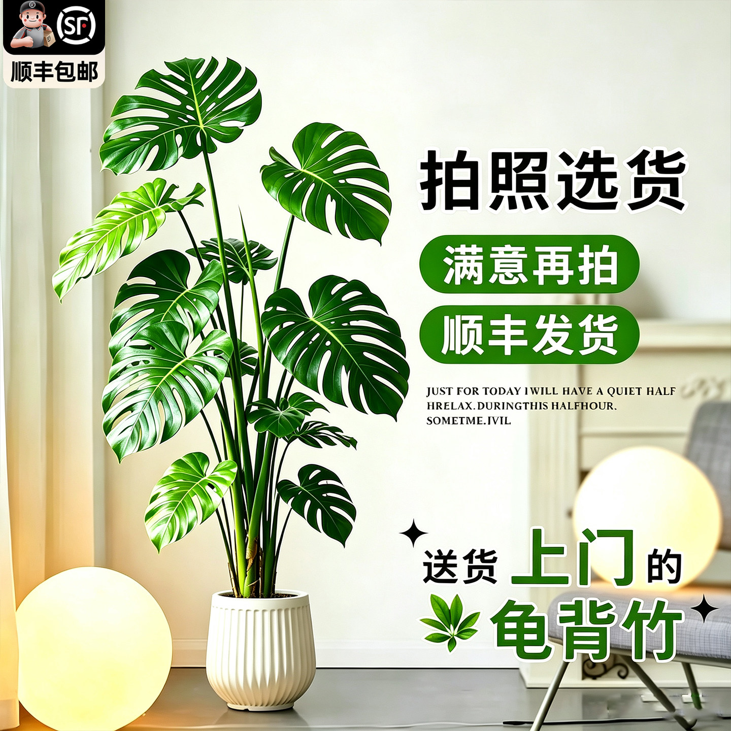 特级老桩龟背竹美观好养图片