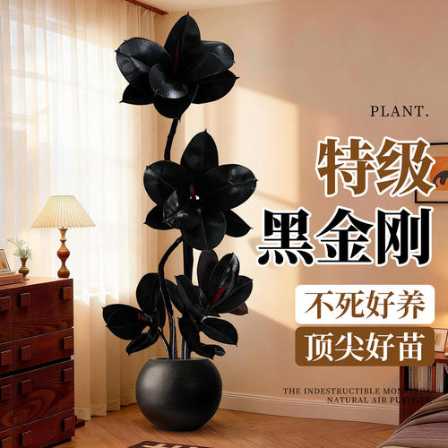黑金刚橡皮树客厅绿植高级感大盆栽植物轻奢办公室内落地高端好养