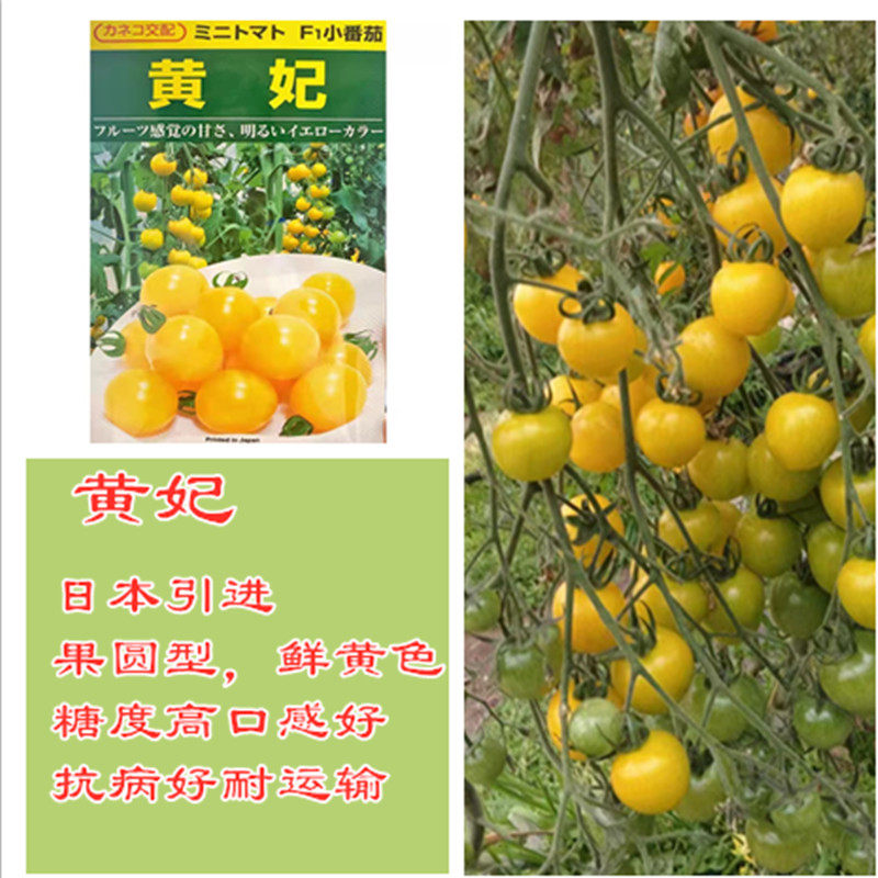 黄妃小番茄种子黄色玲珑果圆型日本进番茄种子圣女果种子口感好