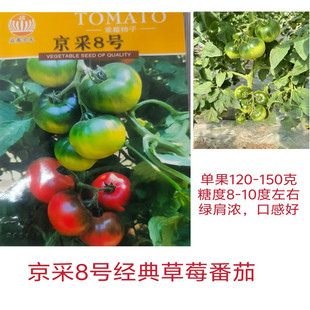 京采8号草莓番茄种子东北铁皮柿子绿肩草莓果种子口感好抗病好