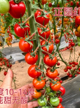 纯甜无酸圆形红色樱桃番茄串收小番茄高口感糖度达14串红正圆红丸
