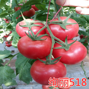 西红柿种子番茄种子抗病高产蔬菜种子进口高品质种子绚丽518 包邮