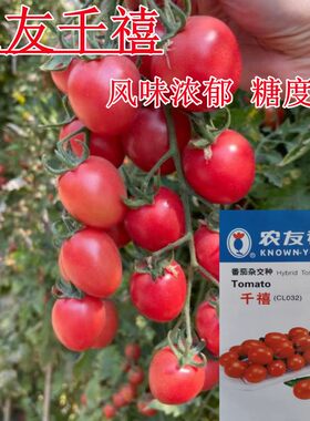 台湾农友千禧口感番茄种子