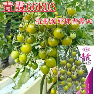 青霞66R03绿色高糖樱桃番茄种子抗死棵青霞66绿色小番茄种子