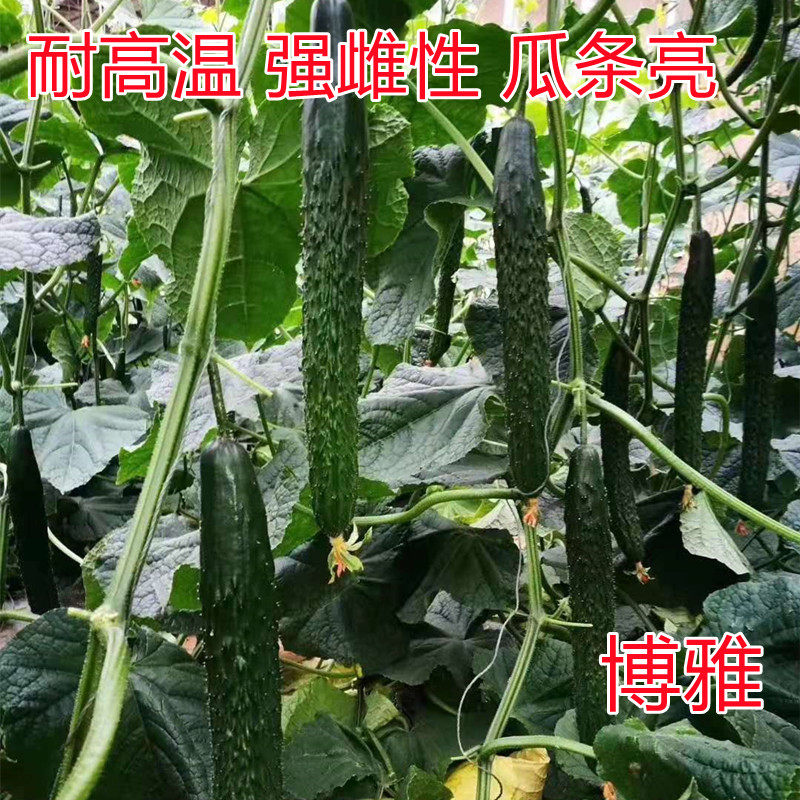 黄瓜种子强雌油亮品种 耐热越夏早春专用 高产包邮博雅黄瓜种子