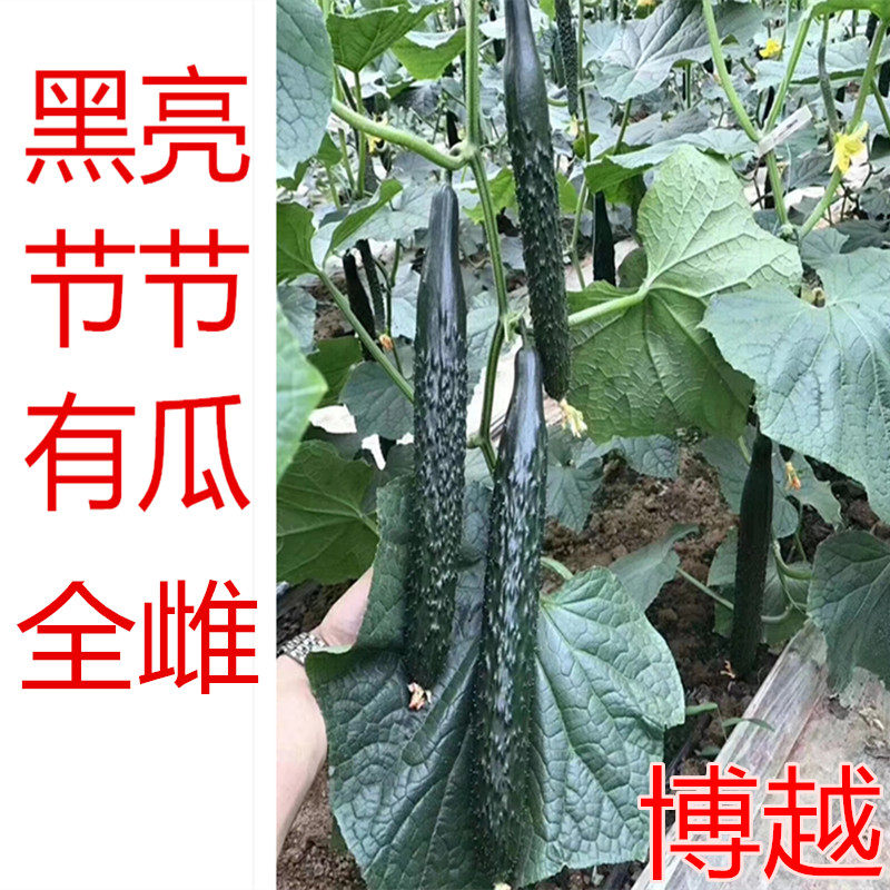 黄瓜种子黄瓜籽密刺油亮全雌 节节有瓜高产抗病黄瓜种子博越