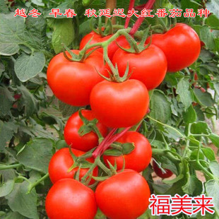 西红柿种子番茄种子大红番茄种子耐低温高产石头果 福美来 包邮