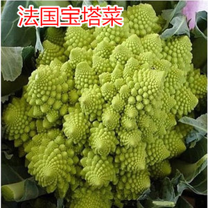 花菜种子法国宝塔菜种子 宝塔花椰菜种子 进口特色花菜种子