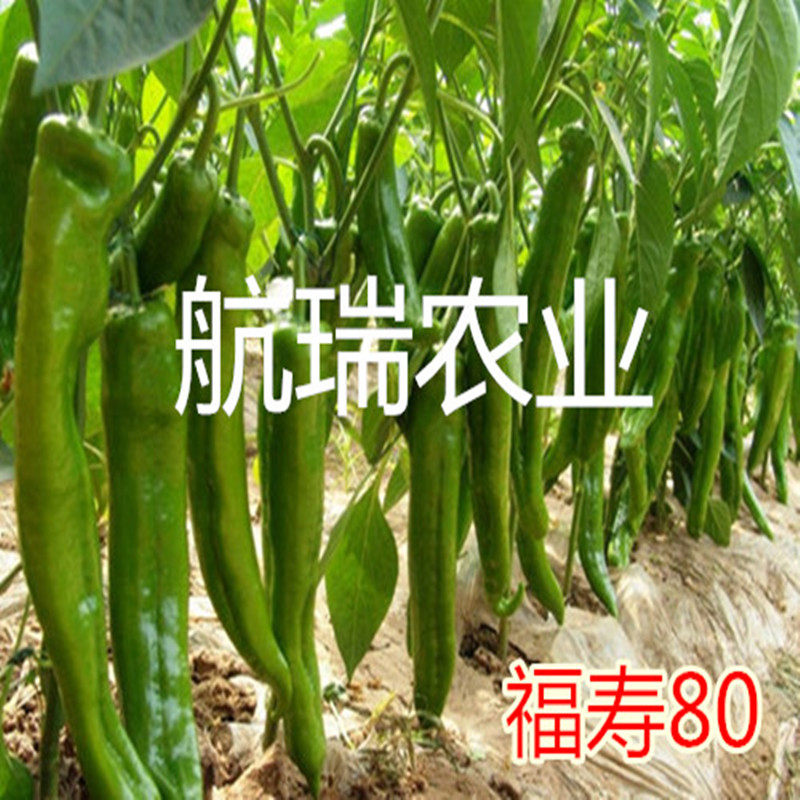 辣椒种子尖椒种子高产进口品种大果羊角椒种子蔬菜种子包邮福寿80