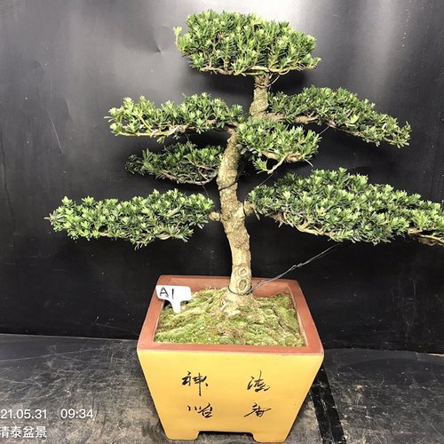 原生四季常青阳台庭院罗汉松盆景