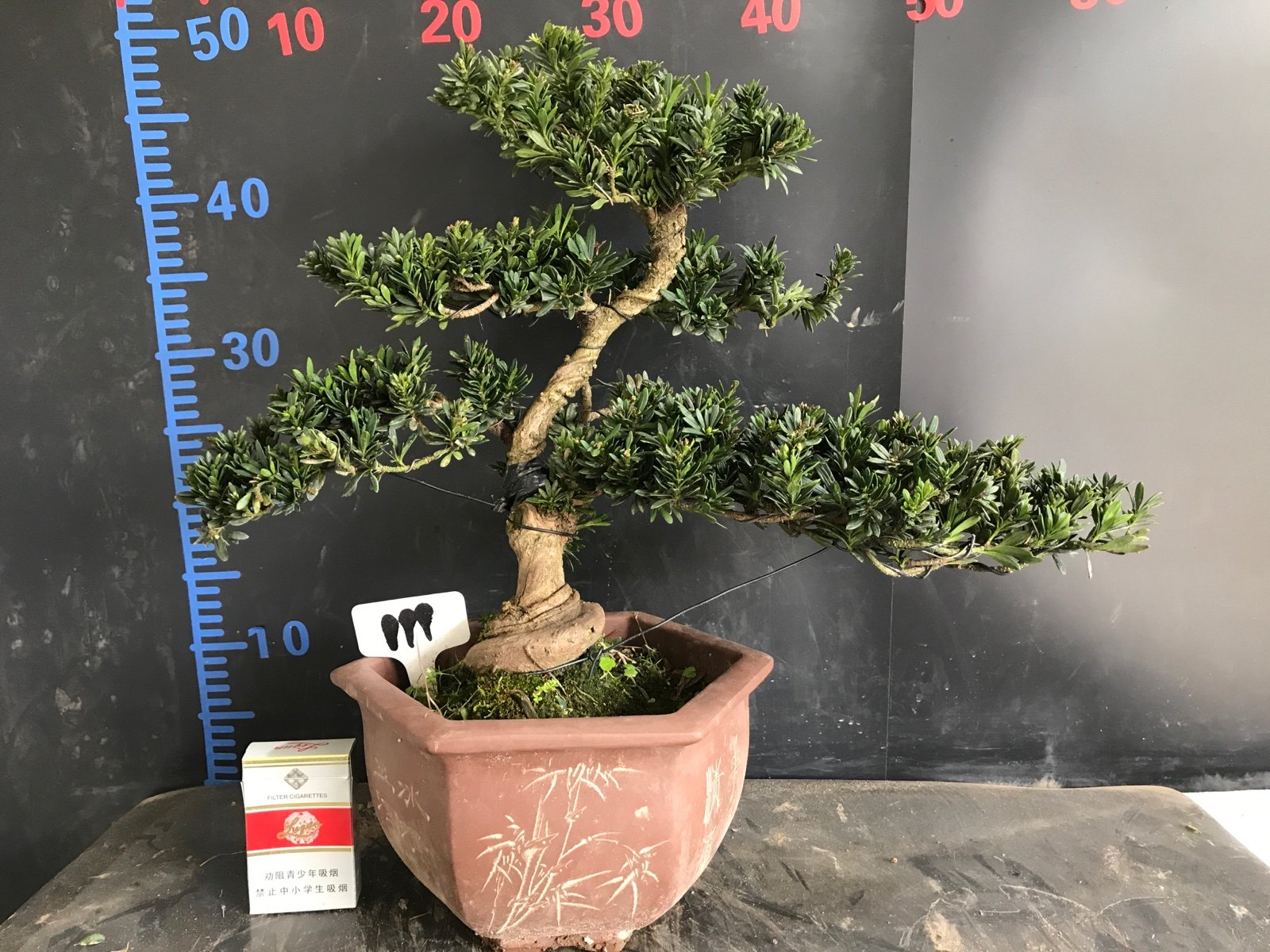 一图一拍老盆造型米叶罗汉松实生阳台庭院客厅老桩迎客松四季常青