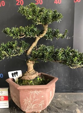 一图拍老盆造型米叶实生罗汉松