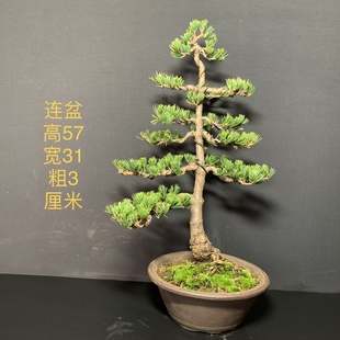 一图一拍日本九重大阪松老盆针叶短四季常青阳台庭院假山