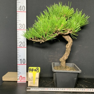 黑松短针暴皮老盆精品练手素材苗矮霸新品盆栽盆景籽播阳台绿植