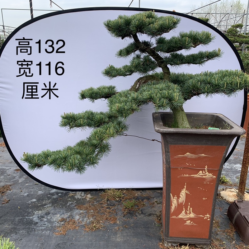 精品悬崖造型摆放会所五针松盆景
