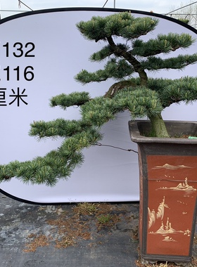 精品五针松盆景悬崖造型可配对摆放庭院会所露台办公室造型迎客松