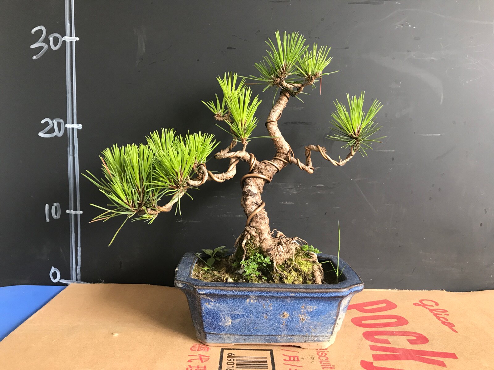 一图一拍老盆趣味小黑松阳台庭院客厅造型盆栽老桩迎客松四季常青