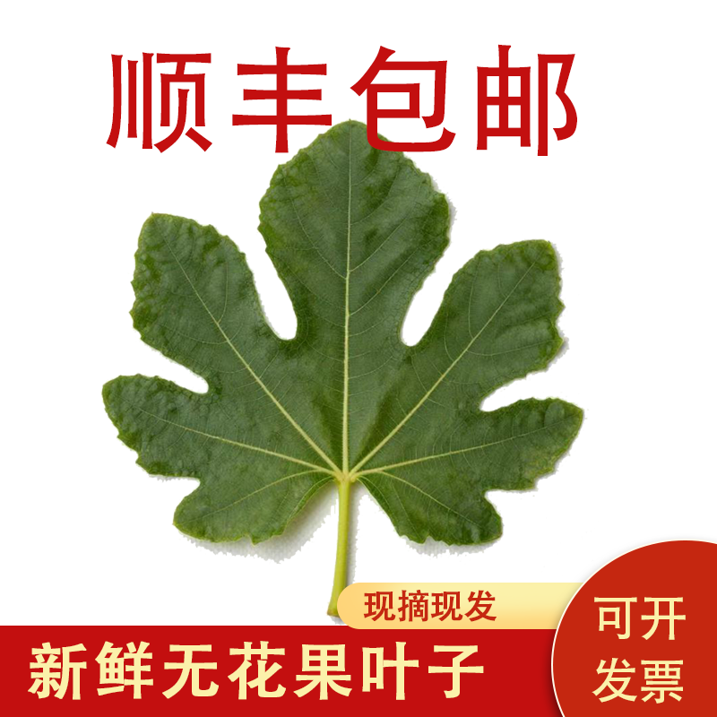 新鲜无花果叶子500g药用中药材坐浴熏洗泡无花果嫩芽树叶子