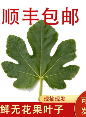 新鲜无花果叶子500g中药材