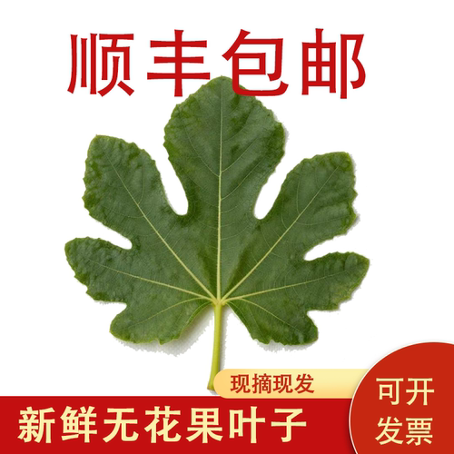 新鲜无花果叶子500g中药材
