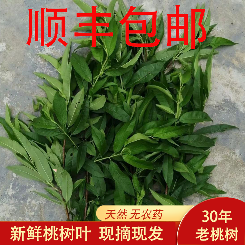 新鲜桃树树叶500g顺丰包邮