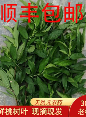 新鲜桃树树叶500g顺丰包邮