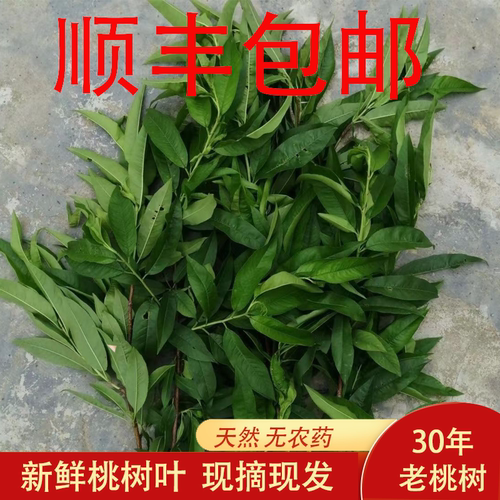 新鲜桃树树叶500g顺丰包邮