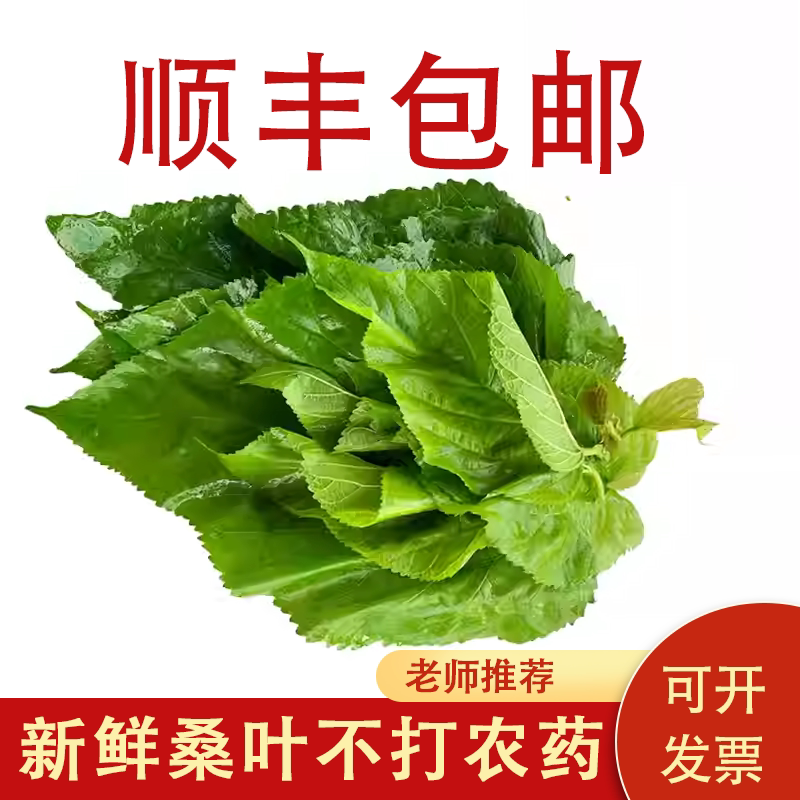 桑叶新鲜食用养蚕桑叶喂蚕嫩桑树大小蚕宝宝杭州学生养蚕套餐500g