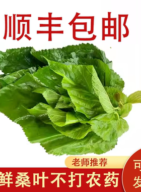 桑叶新鲜食用养蚕桑叶喂蚕