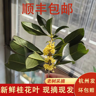新鲜桂花叶500桂花树叶新鲜顺丰包邮可扦插金桂叶子绿色现摘现发