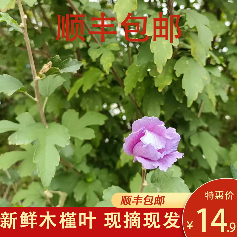 木槿树树叶子新鲜500g护发洗发天然野生食用中药材去头皮乌发