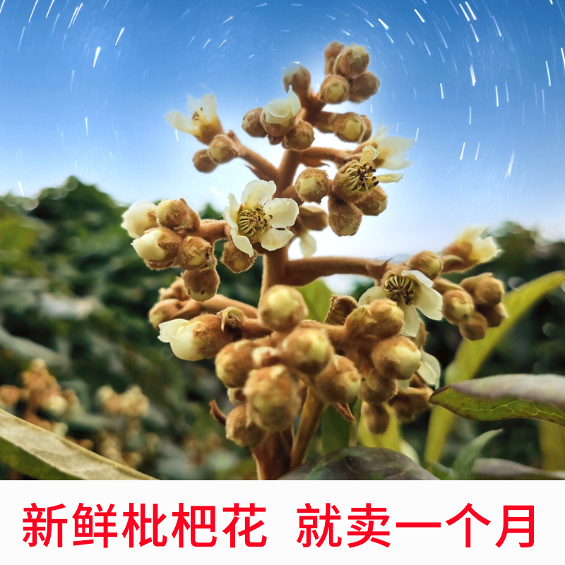 2023年新鲜枇杷花塘栖白枇杷花茶塘西琵琶花蕾润利咽养天然无农药