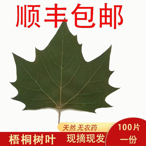 梧桐树叶新鲜叶子叶雕
