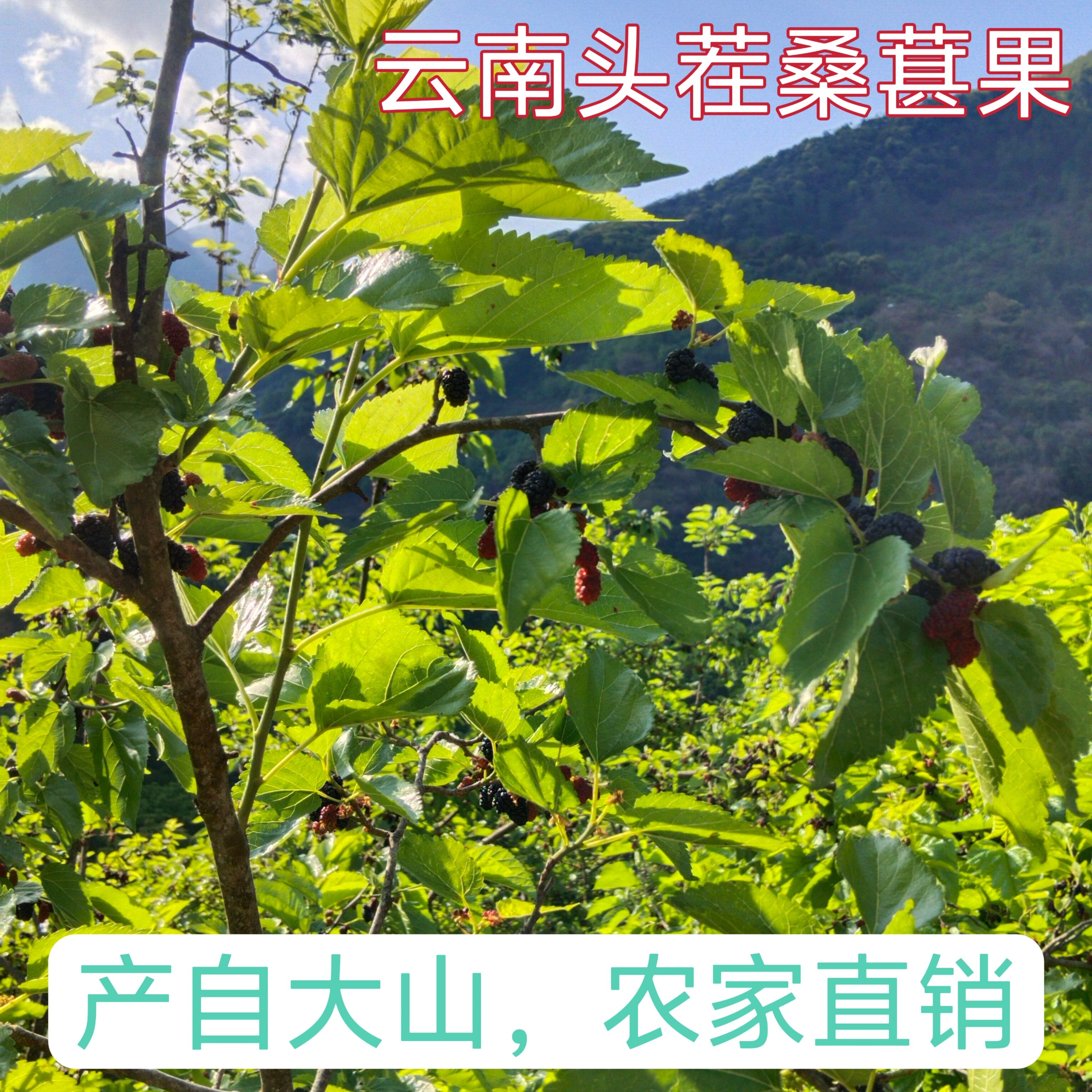 云南黑桑葚干泡水泡茶即食新货桑葚干黑桑葚干茶子