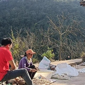 精选云南茯苓皮生切自然晒干