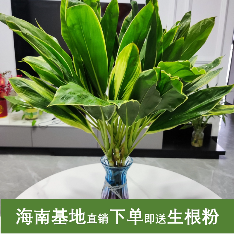 鸿运绿叶养活办公室客厅书桌
