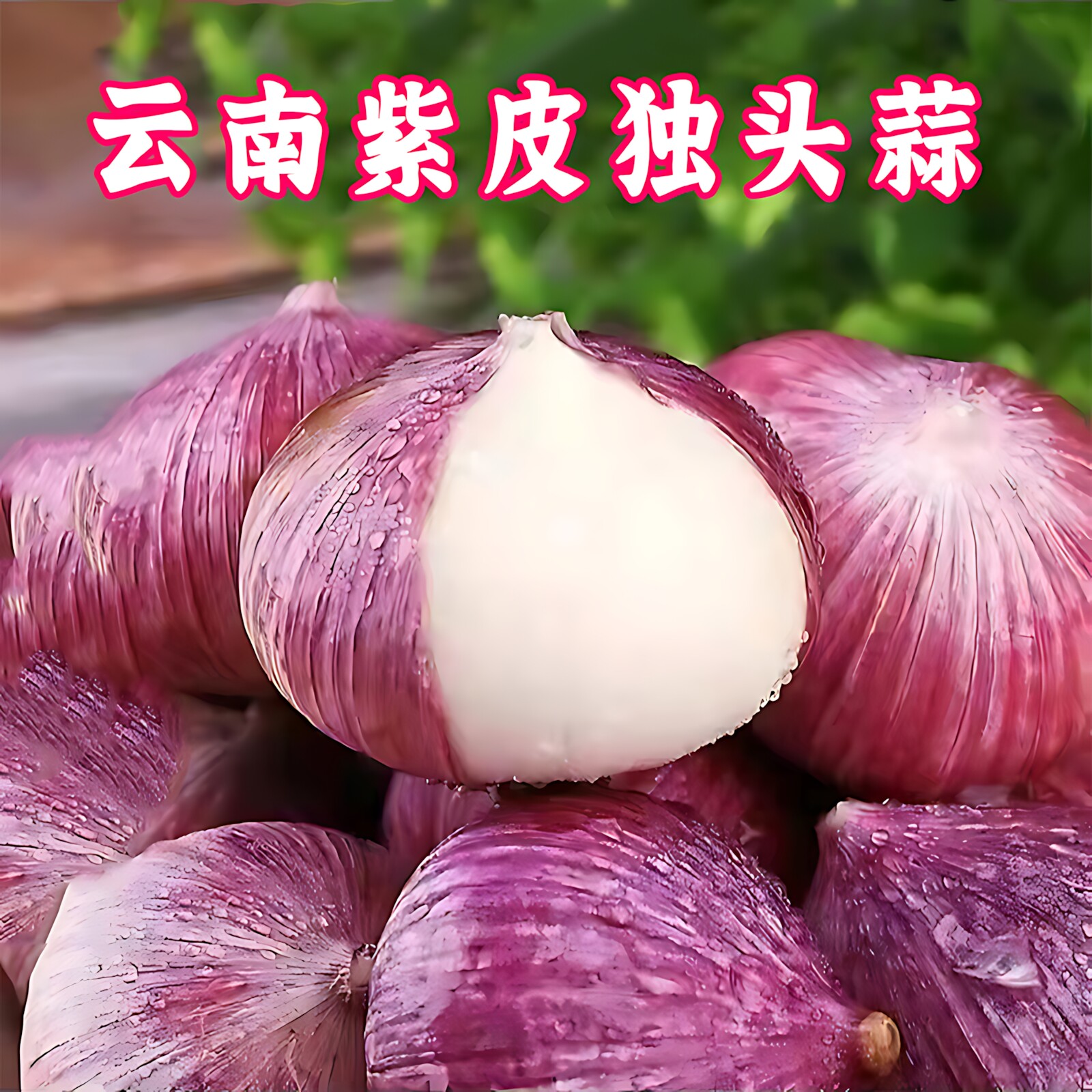 独头蒜云南大理红皮蒜紫皮大蒜批发新鲜湿蒜现挖独头蒜干蒜蔬菜