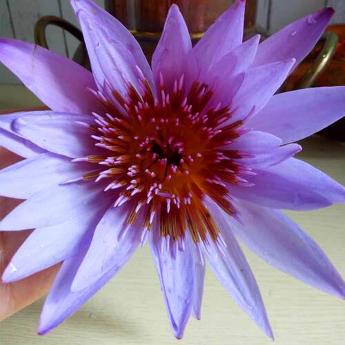 铜锅蒸馏蓝莲花纯露500ml 补水保湿 镇定肌肤