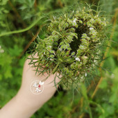 铜锅蒸馏野胡萝卜籽纯露250ml