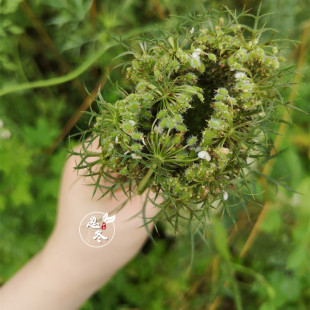 铜锅蒸馏野胡萝卜籽纯露250ml