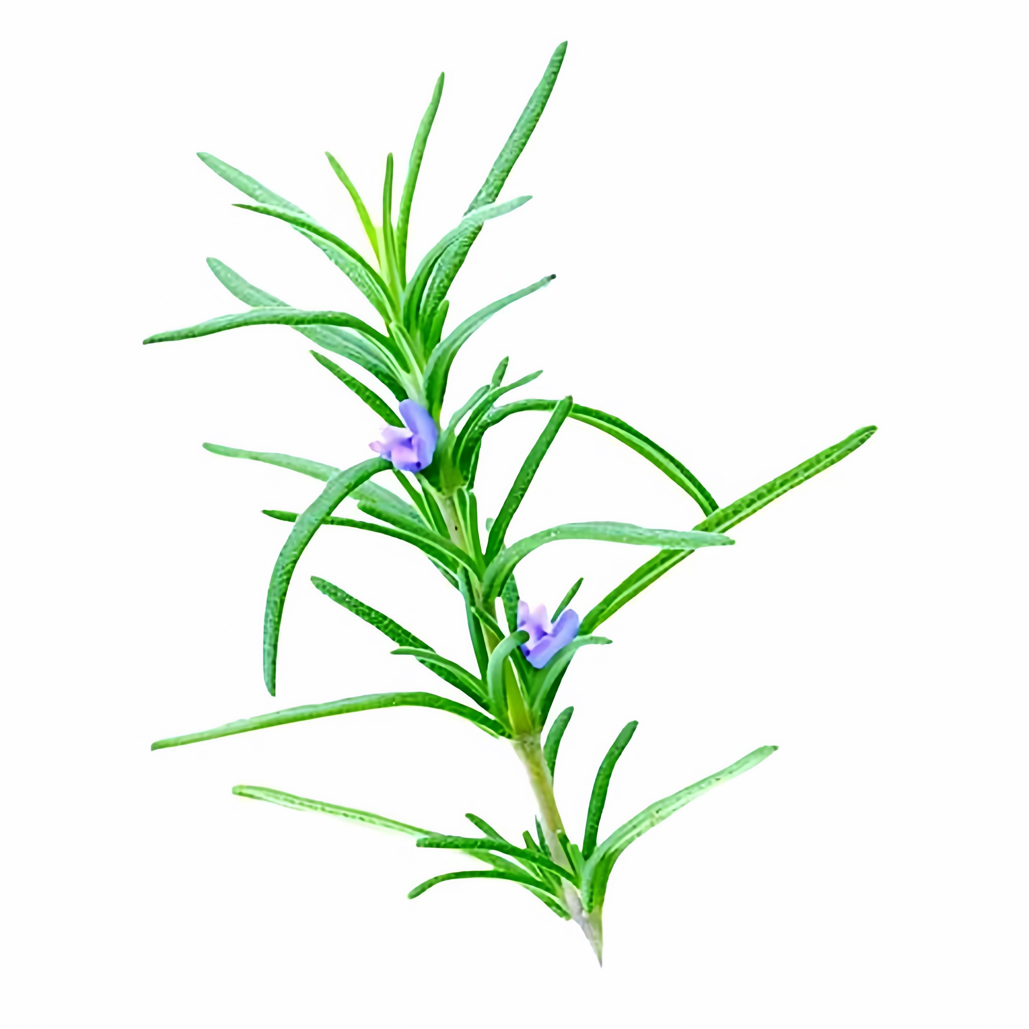 单方精油 有茶树/迷迭香/尤加利/侧柏木/柠檬香茅/薰衣草图片