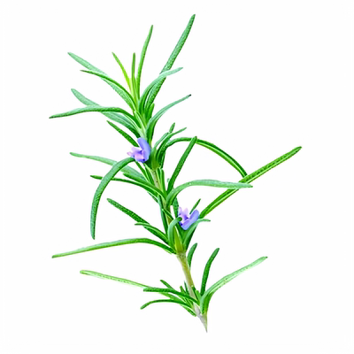 单方精油 有茶树/迷迭香/尤加利/侧柏木/柠檬香茅/甜橙皮