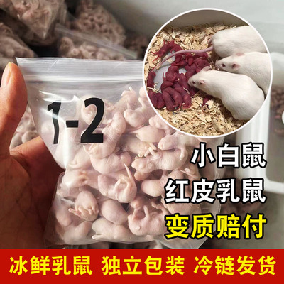 冷冰冻小白鼠红皮乳鼠喂蛇粉皮白霜食物宠物蛇饲料粮喂幼猫龟包邮